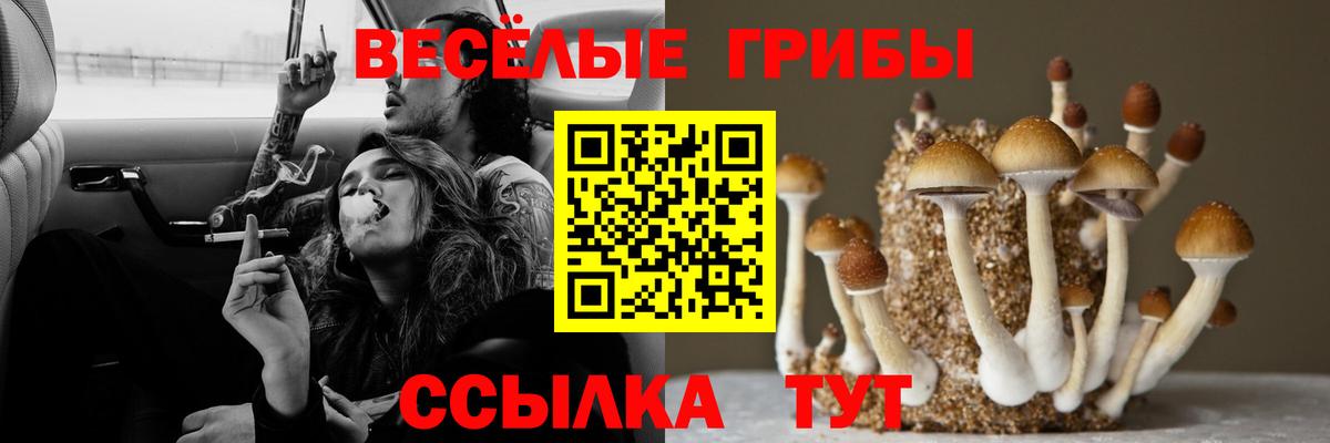 Псилоцибиновые грибы Psilocybe Железногорск